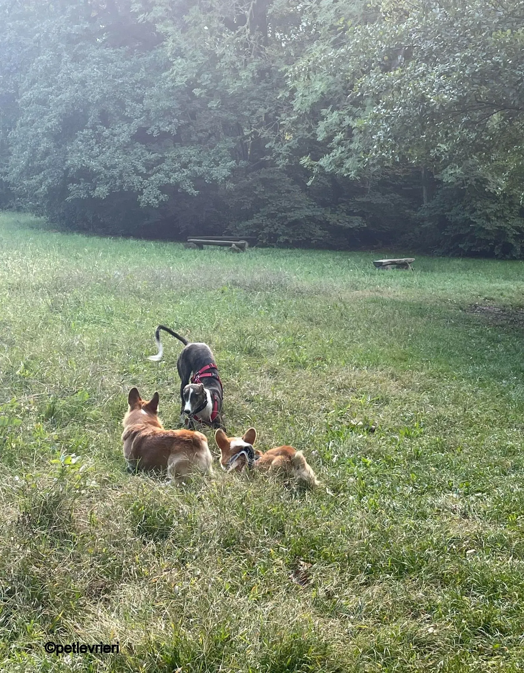 modigliani pet levrieri felici casa11 1