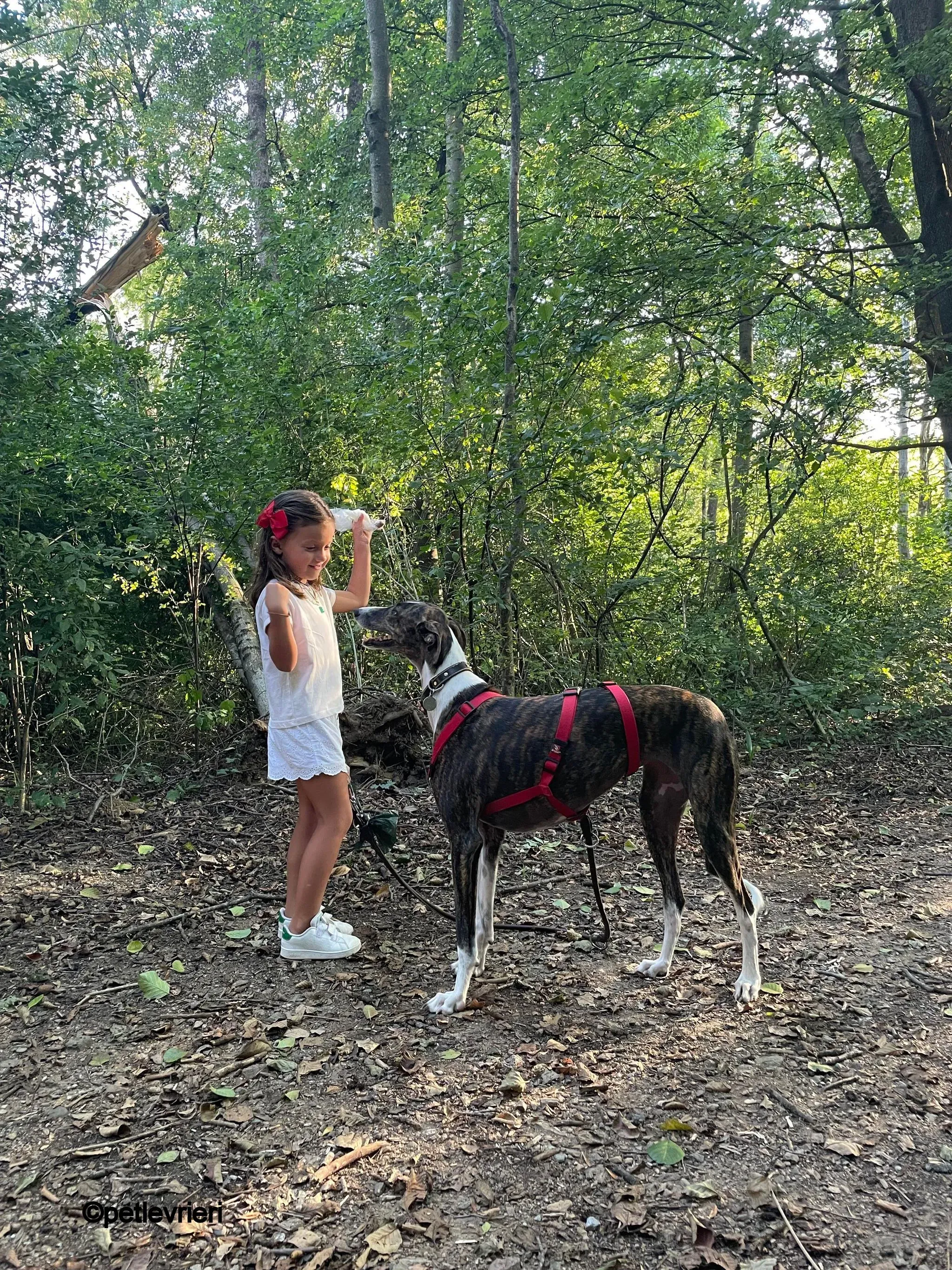 modigliani pet levrieri felici casa12 1