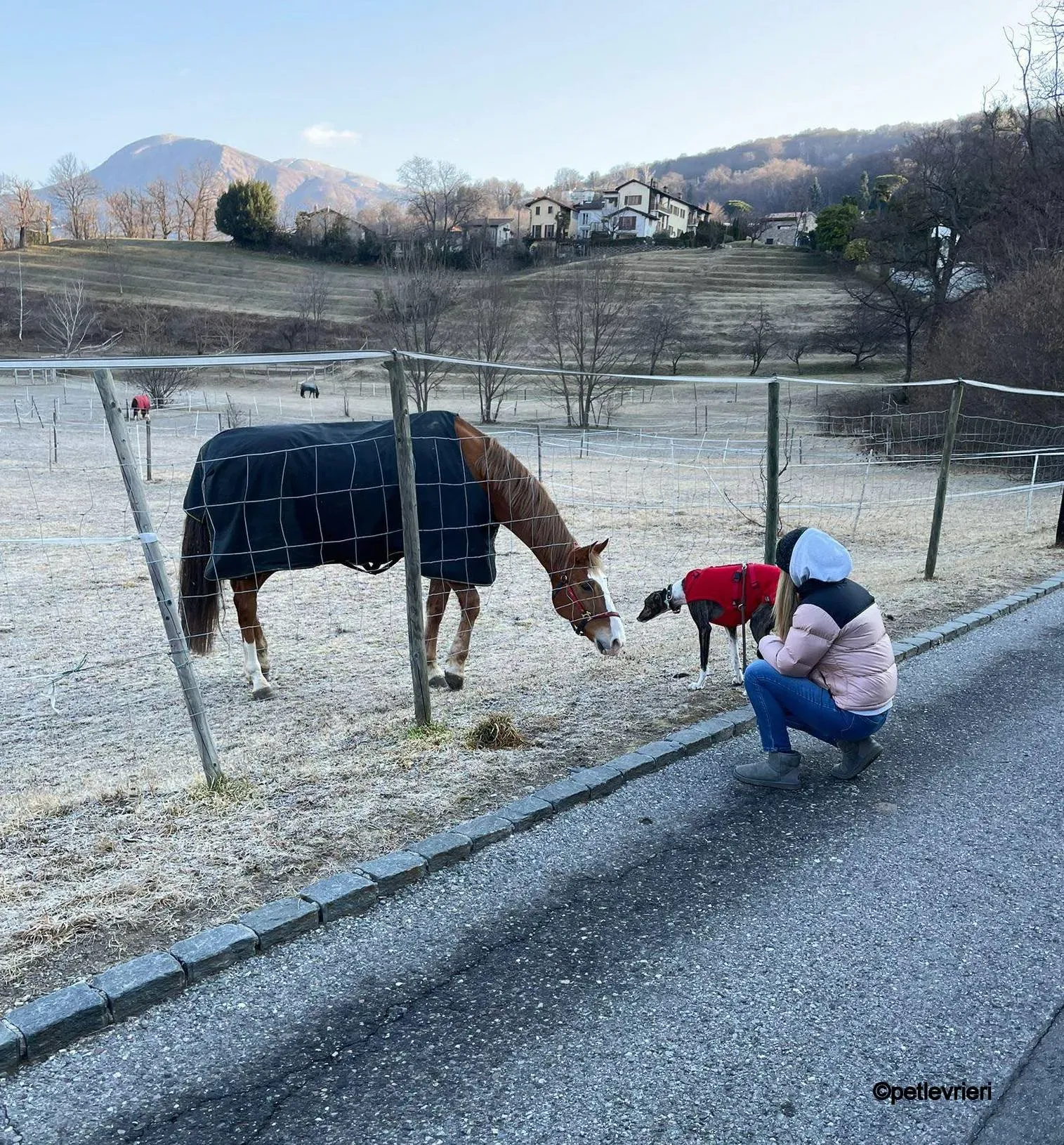 modigliani pet levrieri felici casa13 1