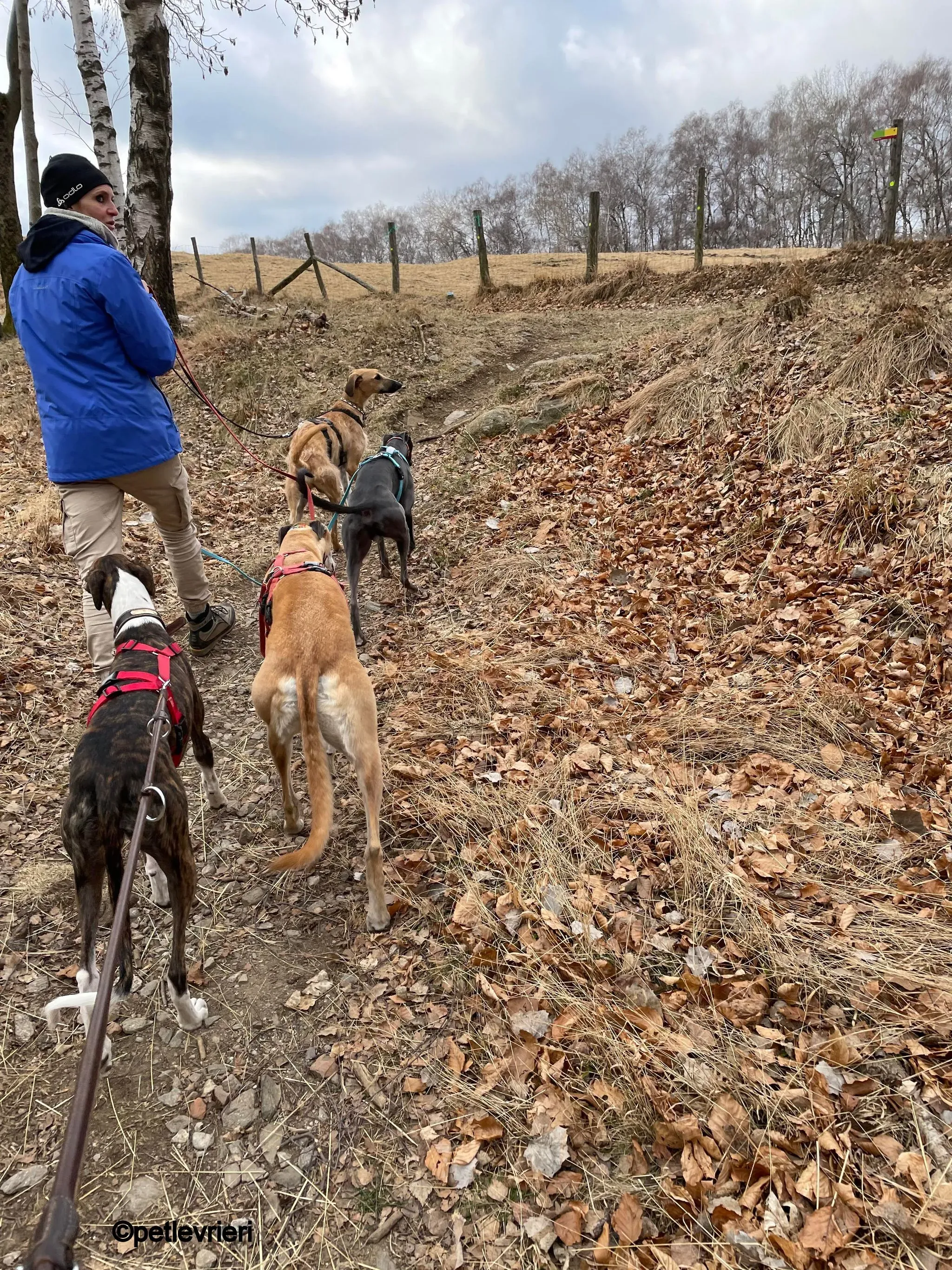modigliani pet levrieri felici casa15 1