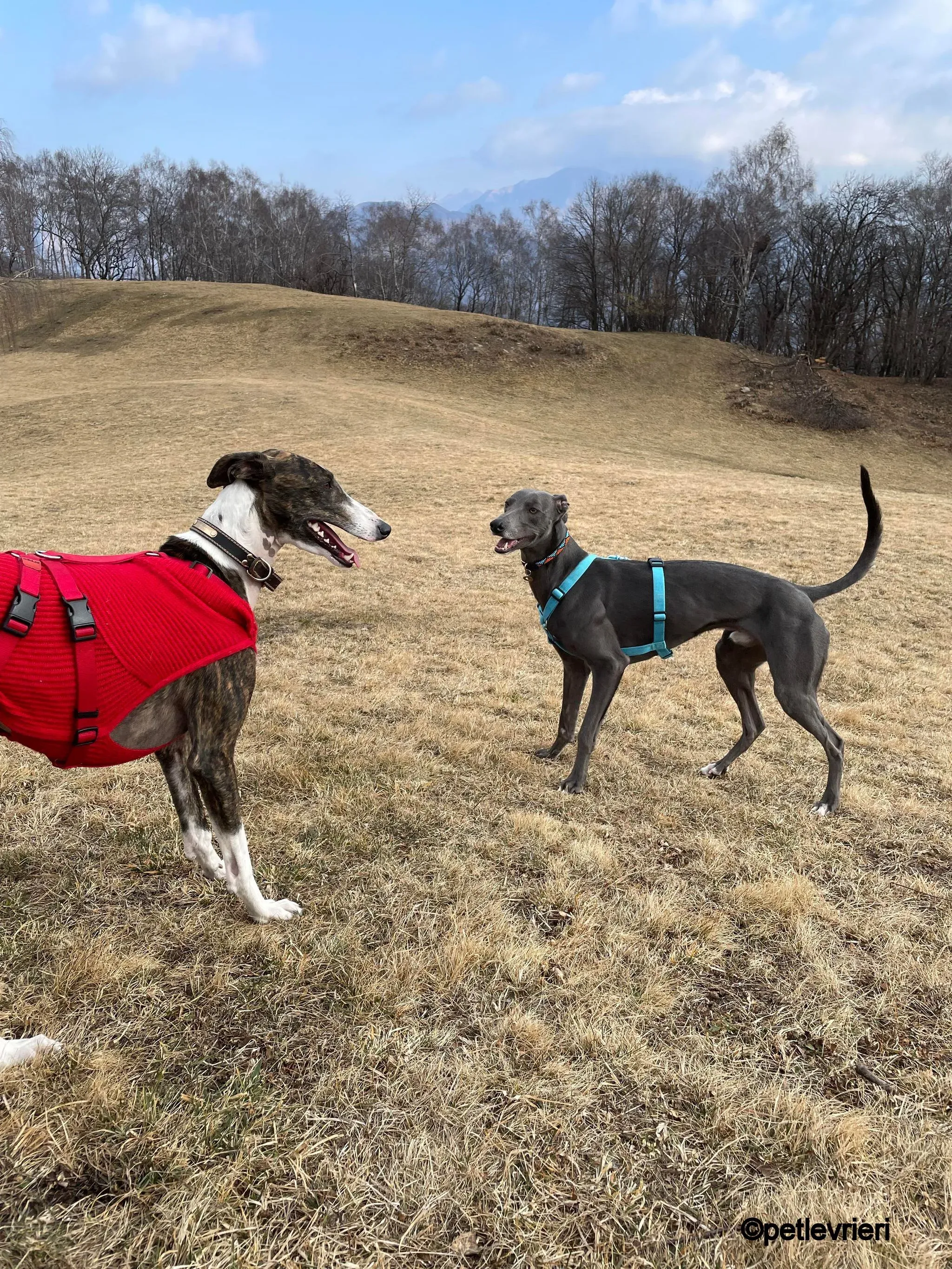modigliani pet levrieri felici casa16 1