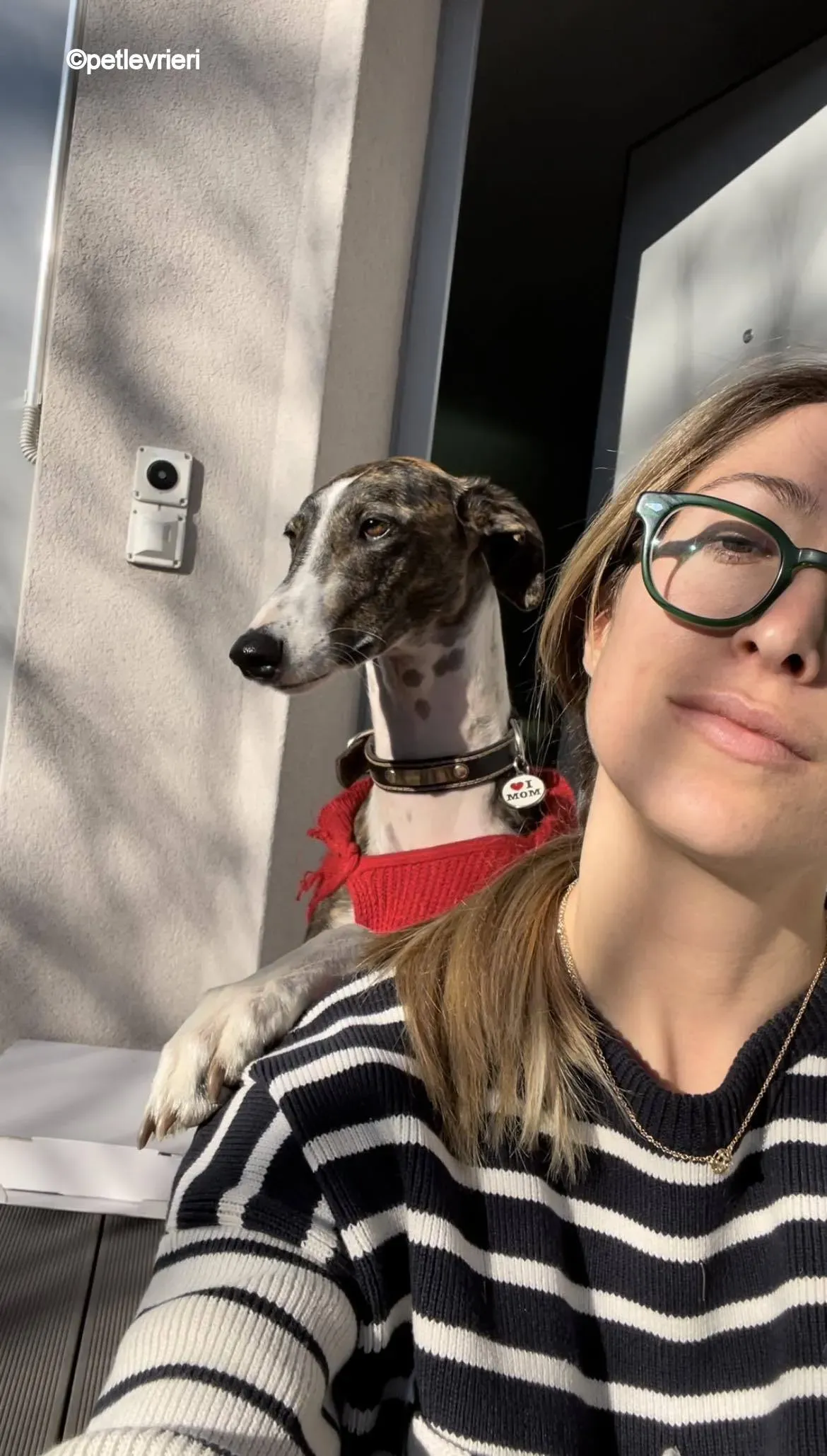 modigliani pet levrieri felici casa17 1