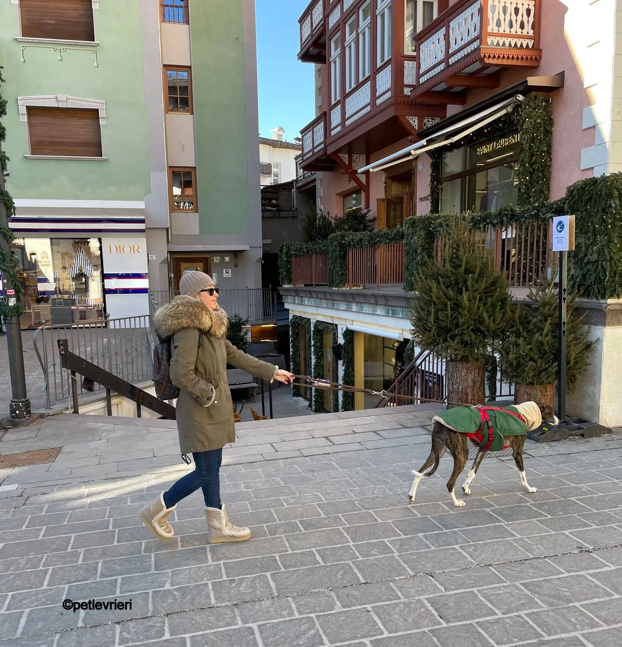 modigliani pet levrieri felici casa18 1