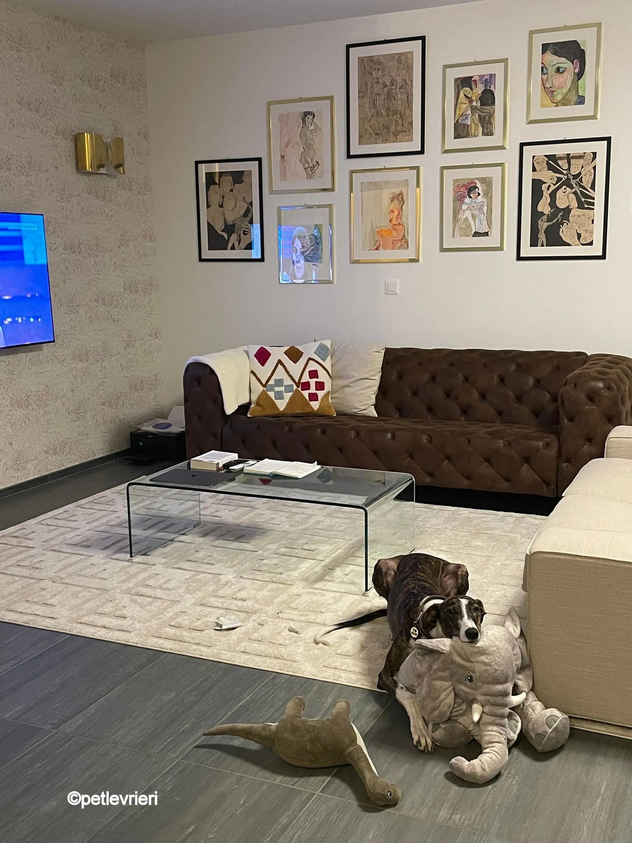 modigliani pet levrieri felici casa19 1