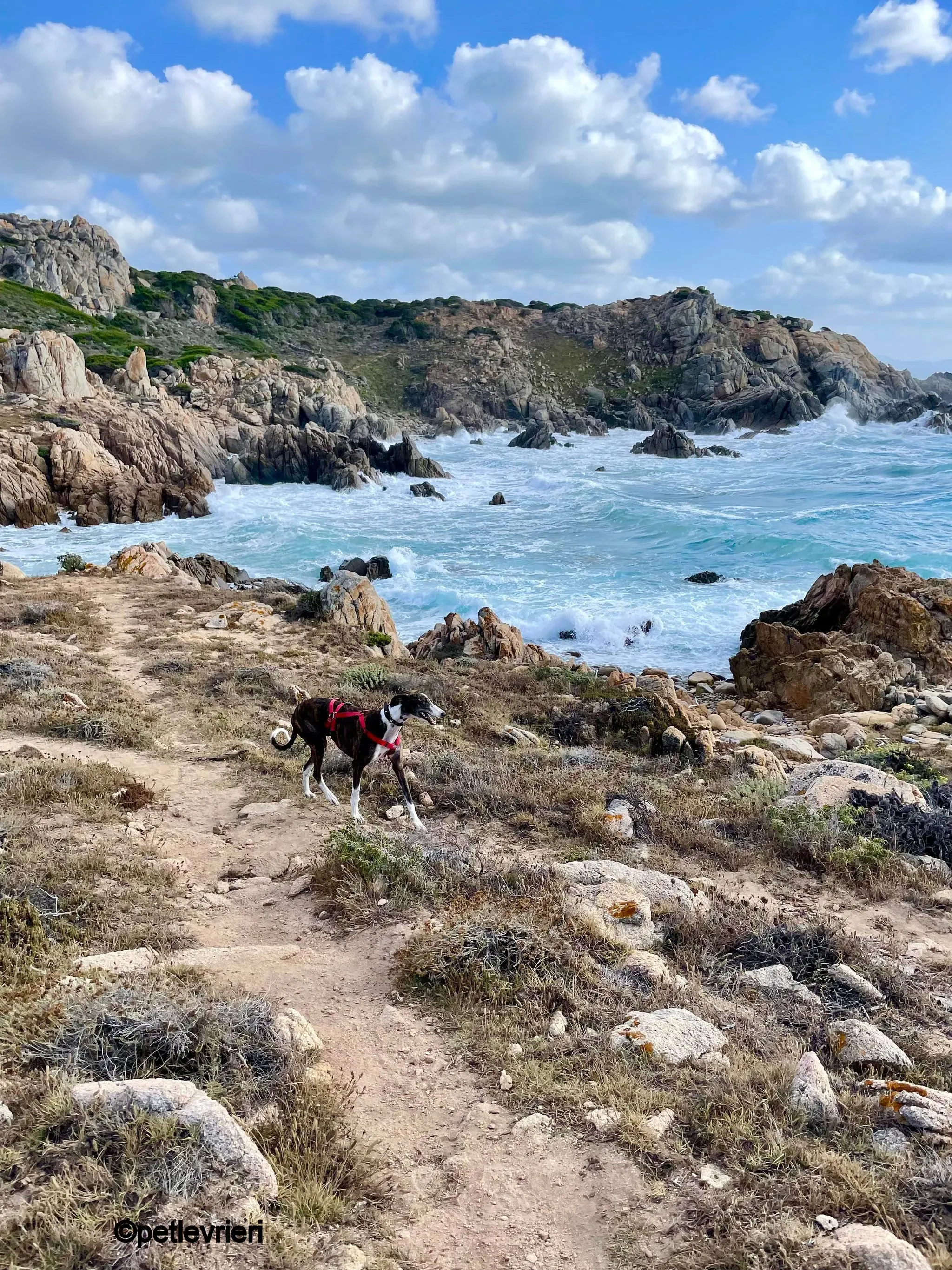 modigliani pet levrieri felici casa2 1