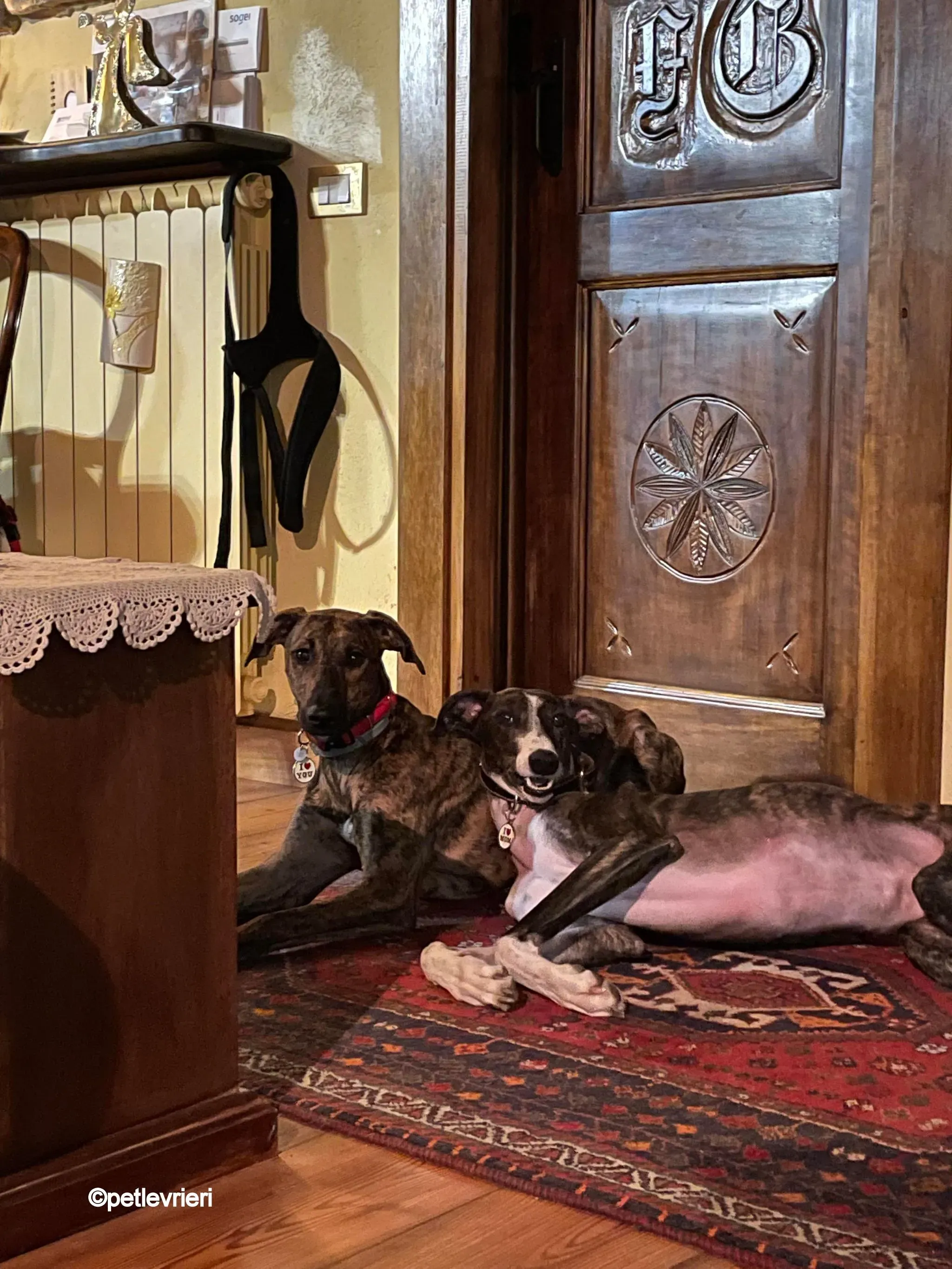 modigliani pet levrieri felici casa20 1