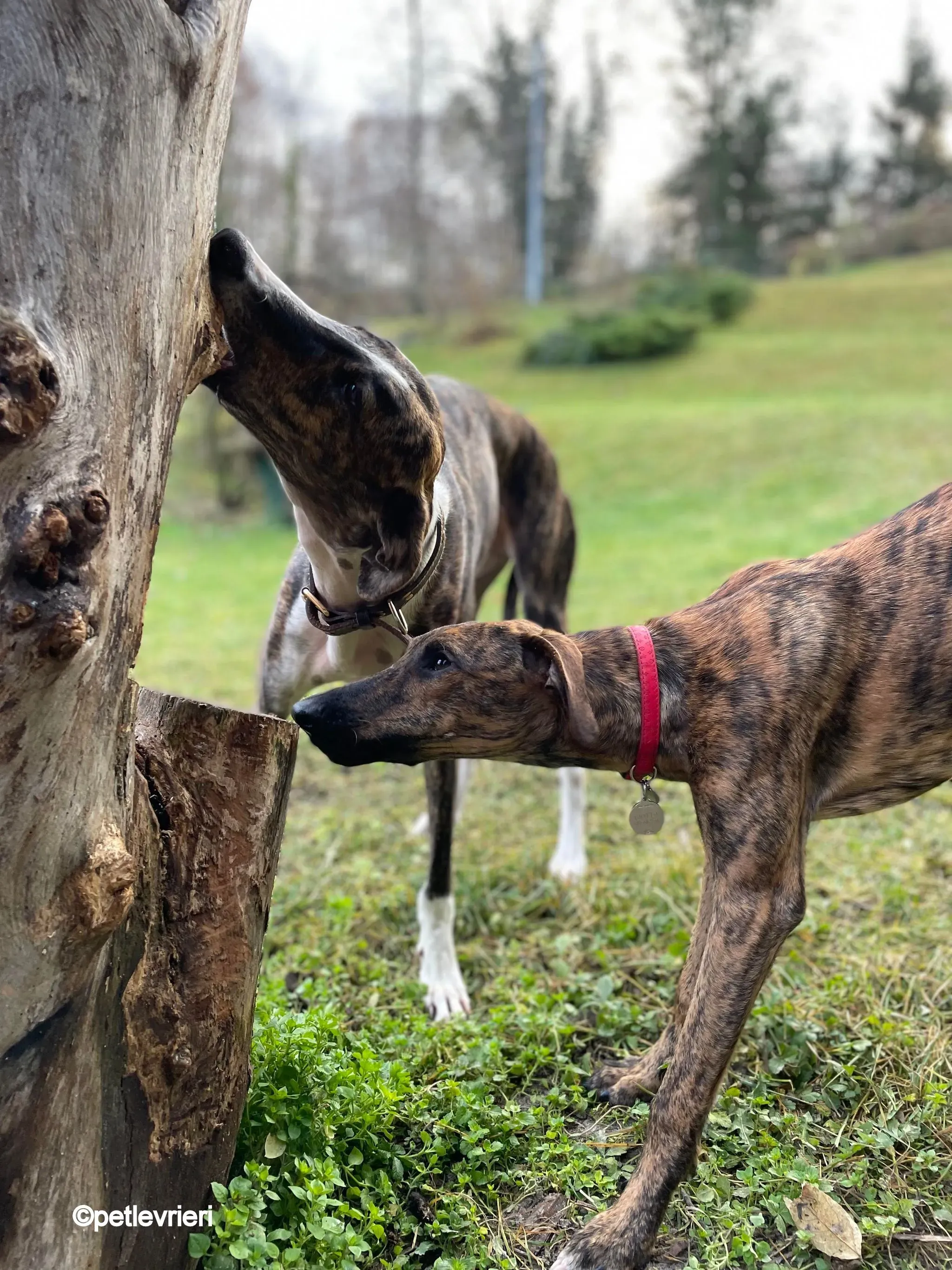 modigliani pet levrieri felici casa21 1