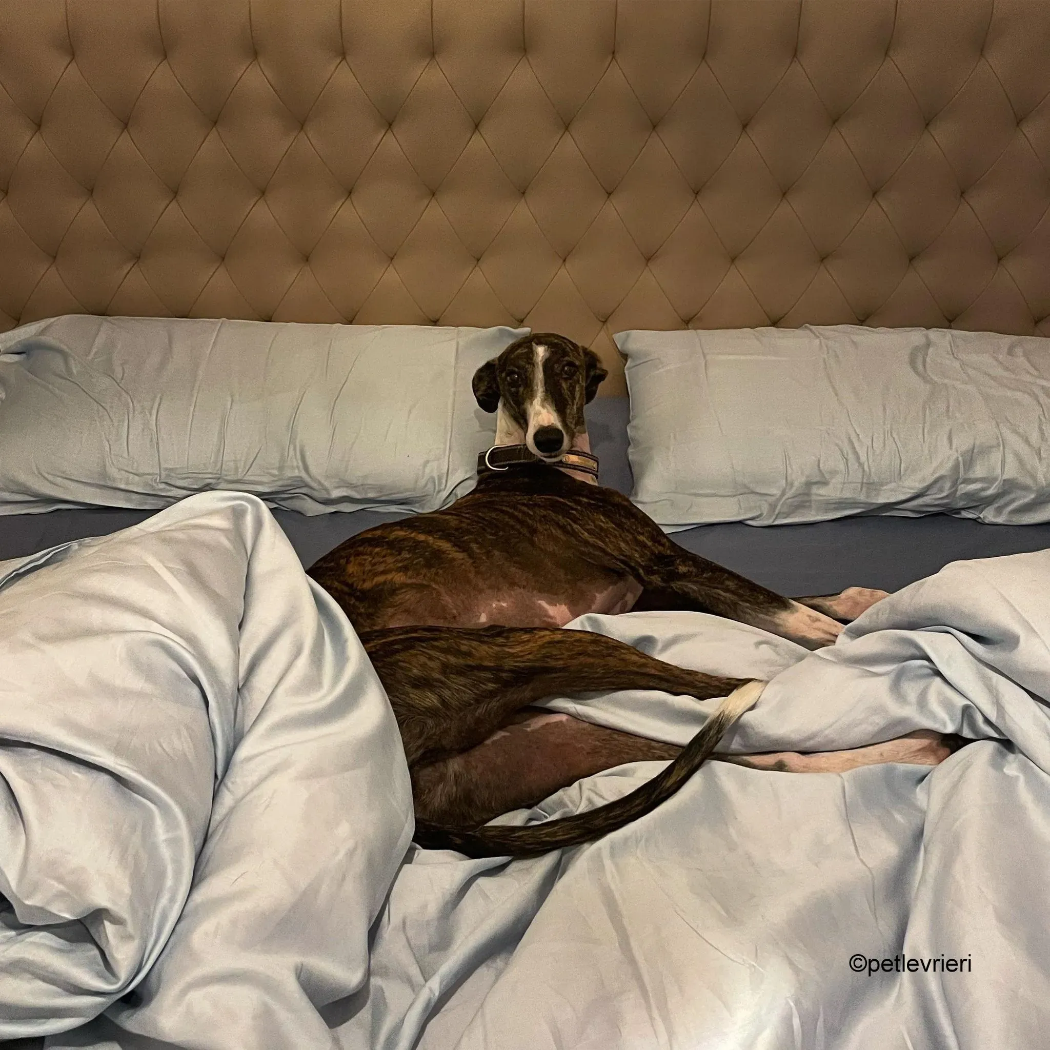 modigliani pet levrieri felici casa22 1