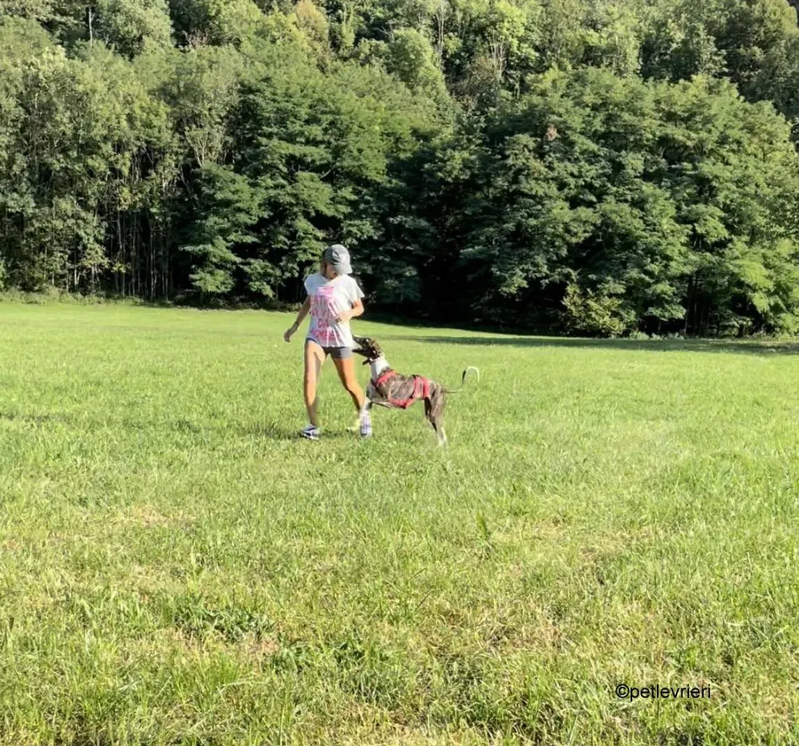 modigliani pet levrieri felici casa24 1