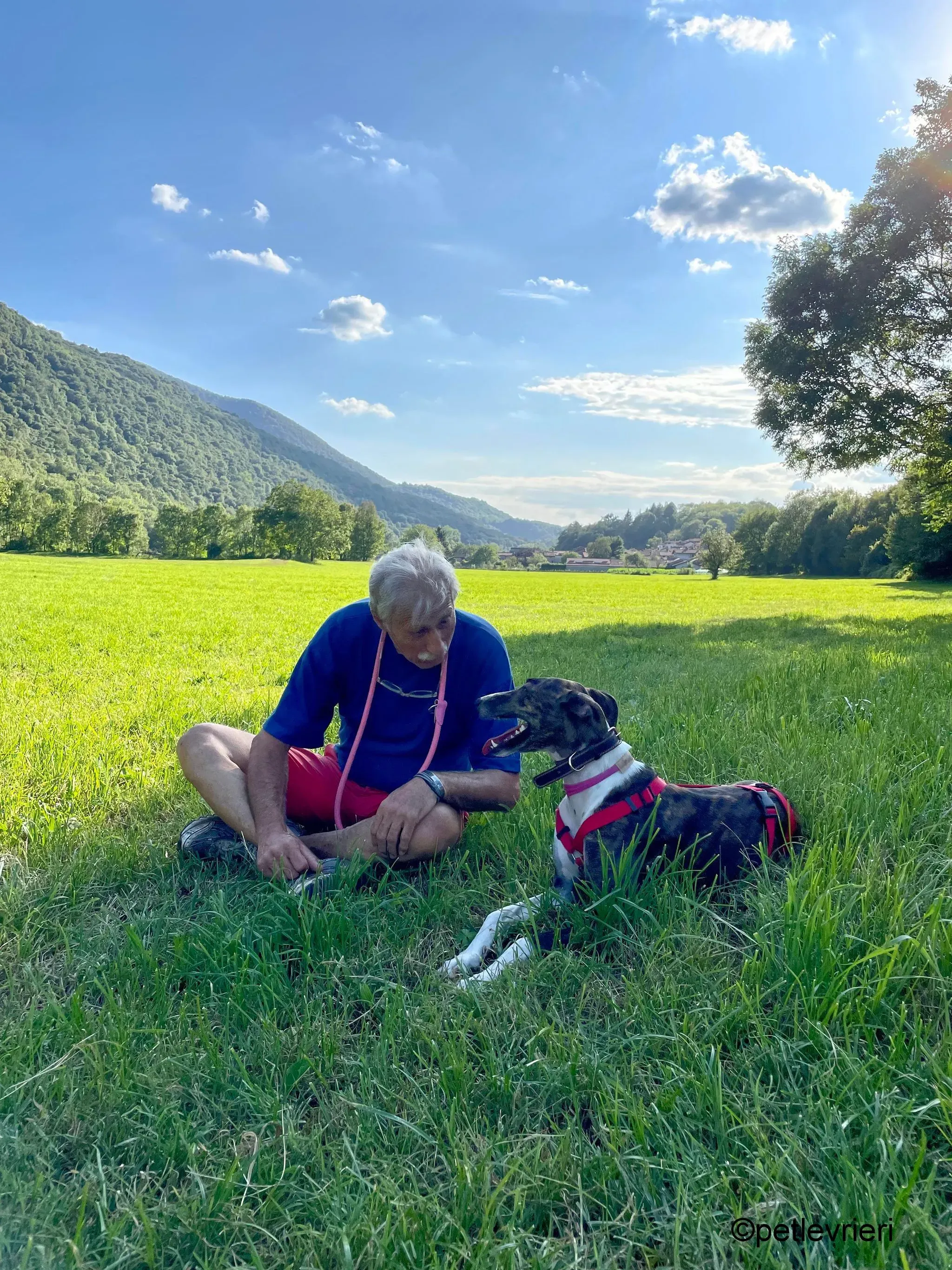 modigliani pet levrieri felici casa25 1