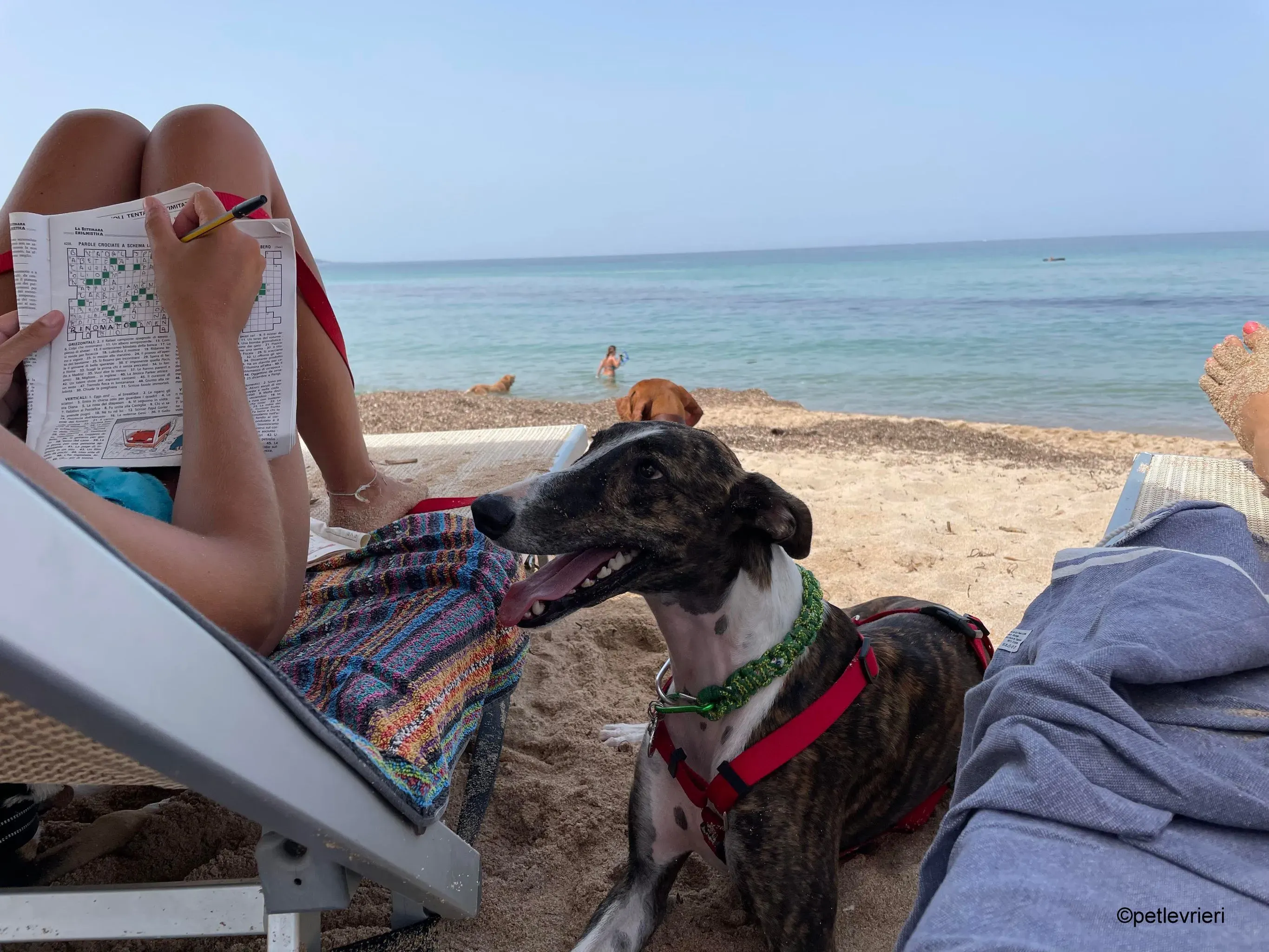 modigliani pet levrieri felici casa26 1