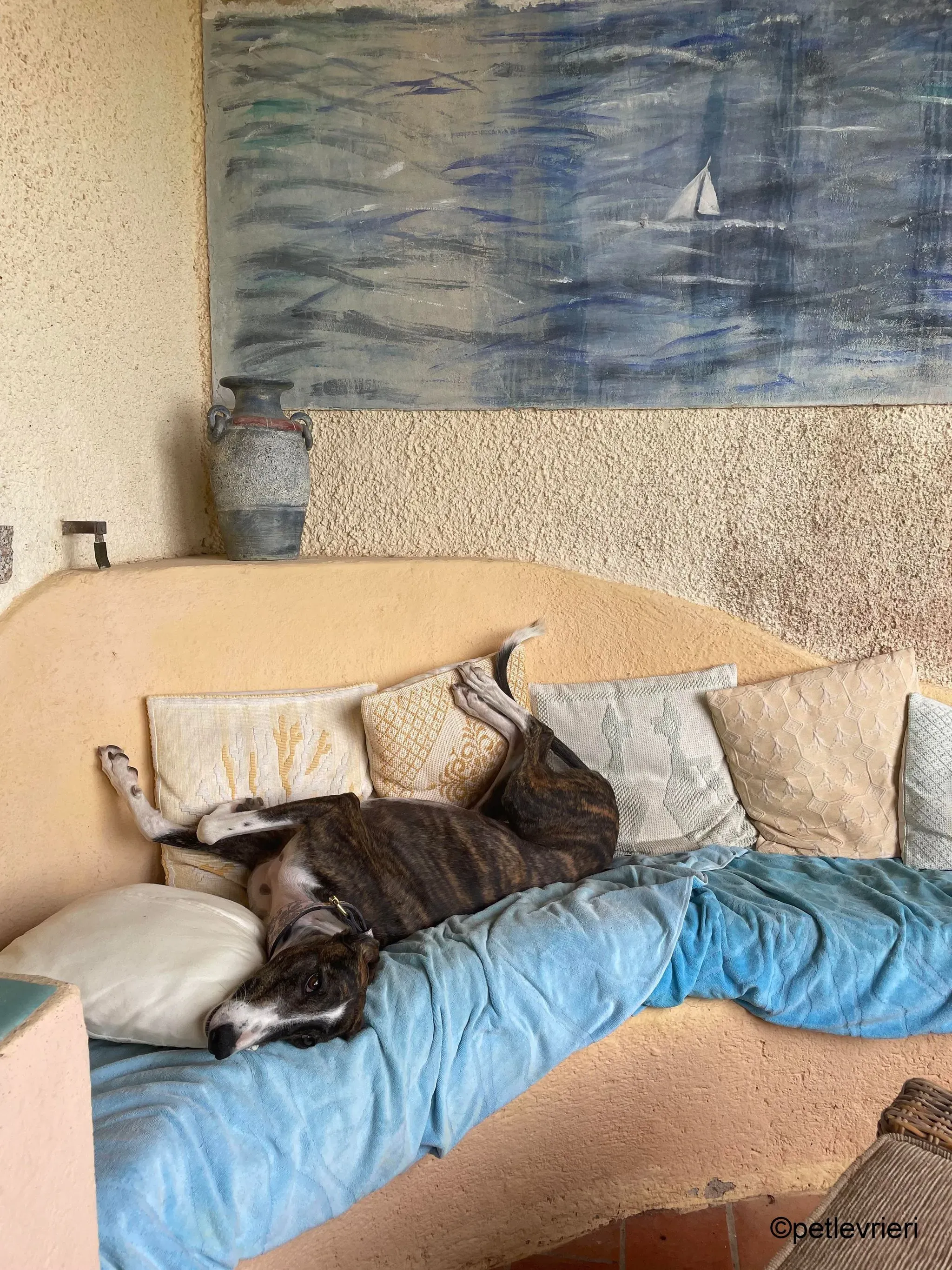 modigliani pet levrieri felici casa27 1