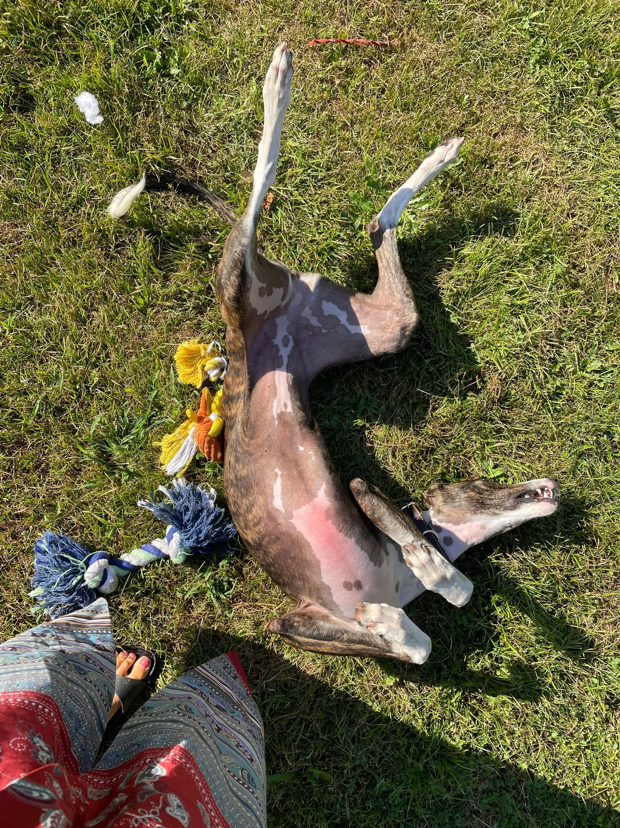 modigliani pet levrieri felici casa28 1