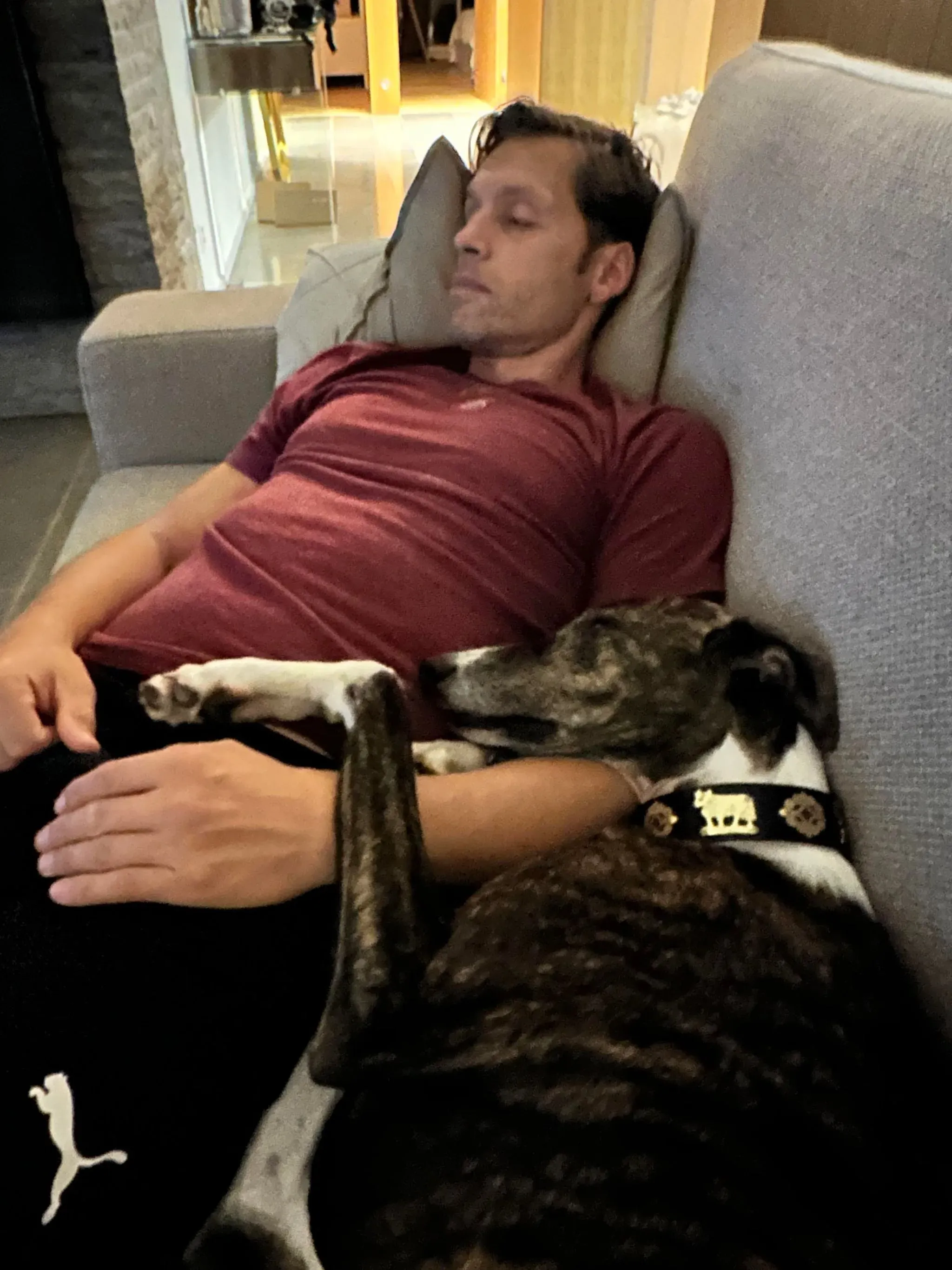 modigliani pet levrieri felici casa29 1