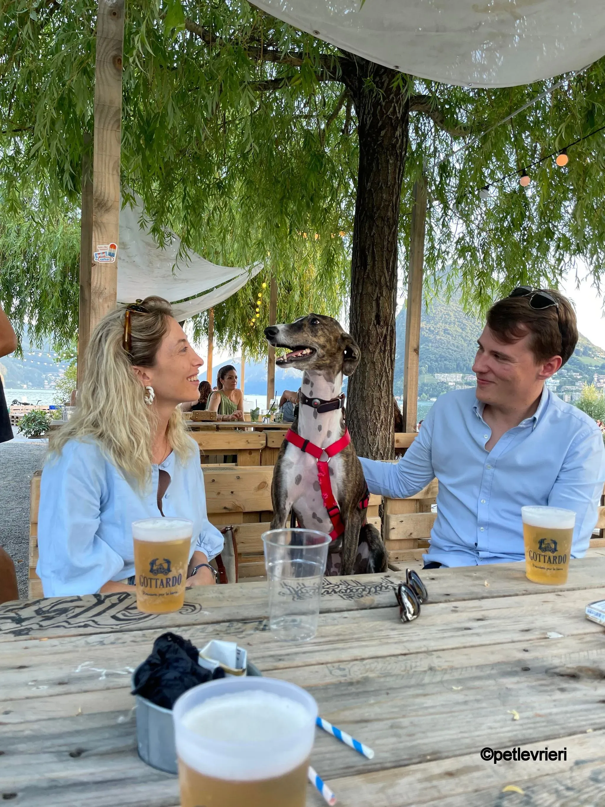 modigliani pet levrieri felici casa3 1