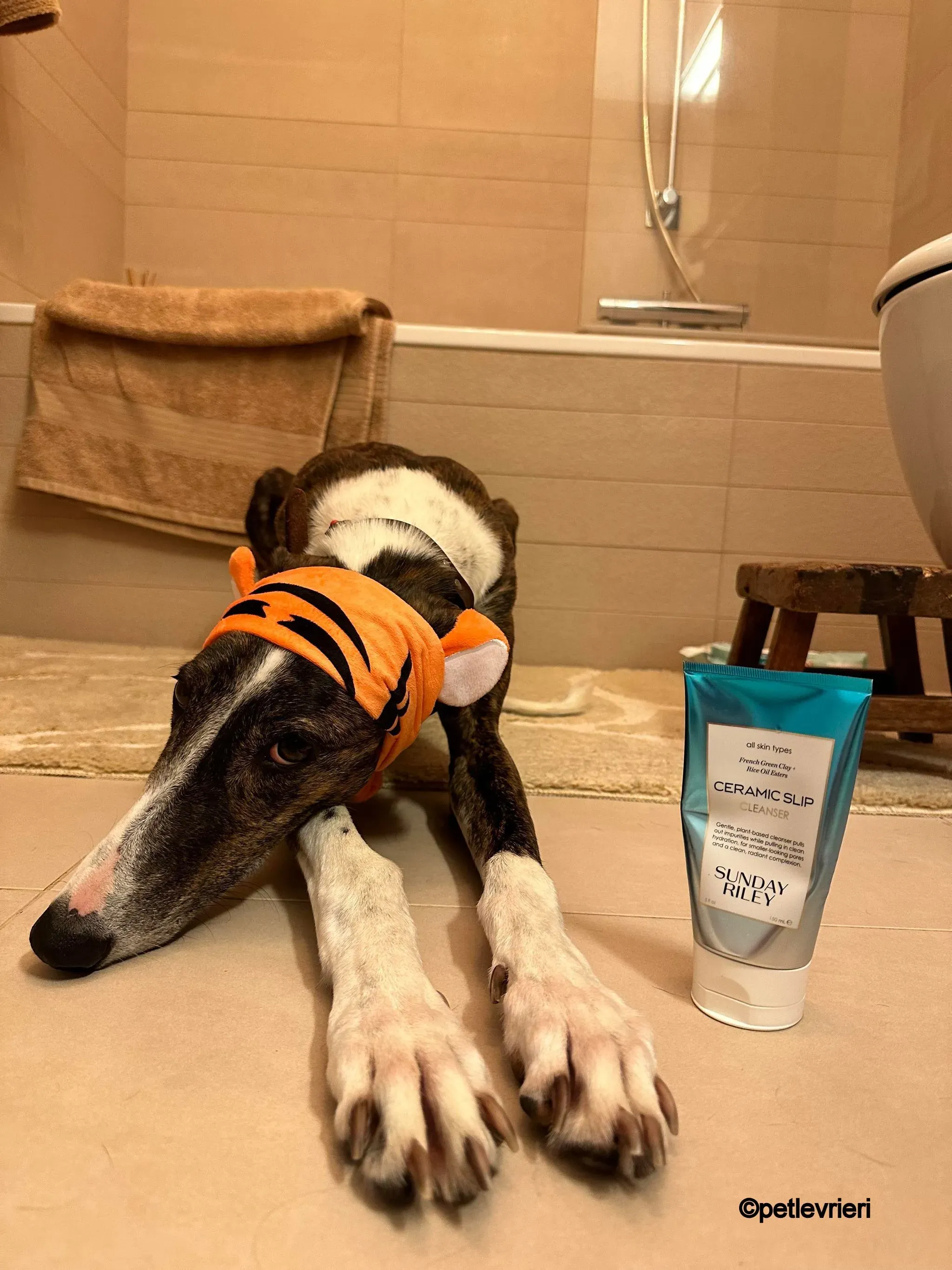 modigliani pet levrieri felici casa4 1