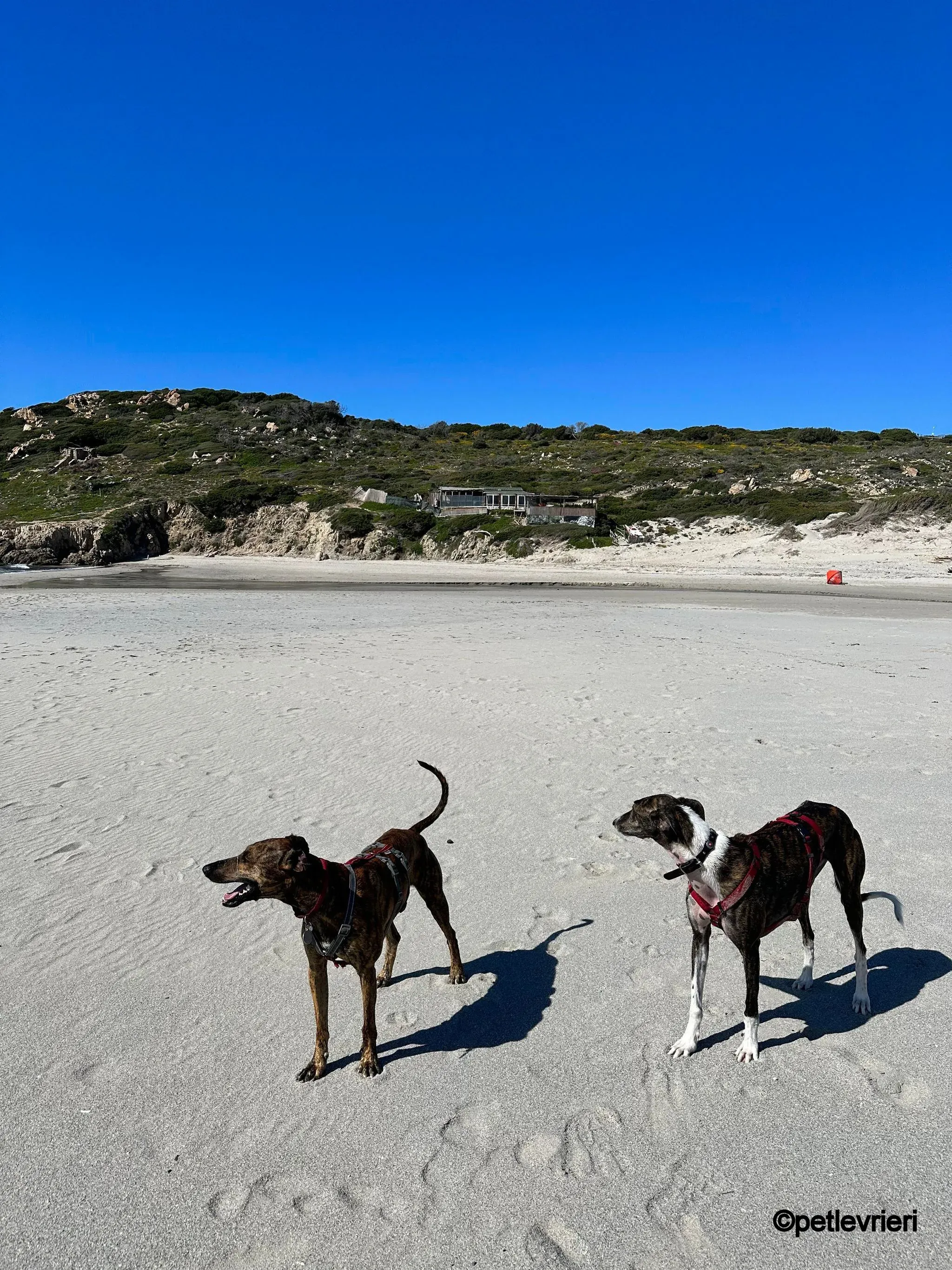modigliani pet levrieri felici casa5 1