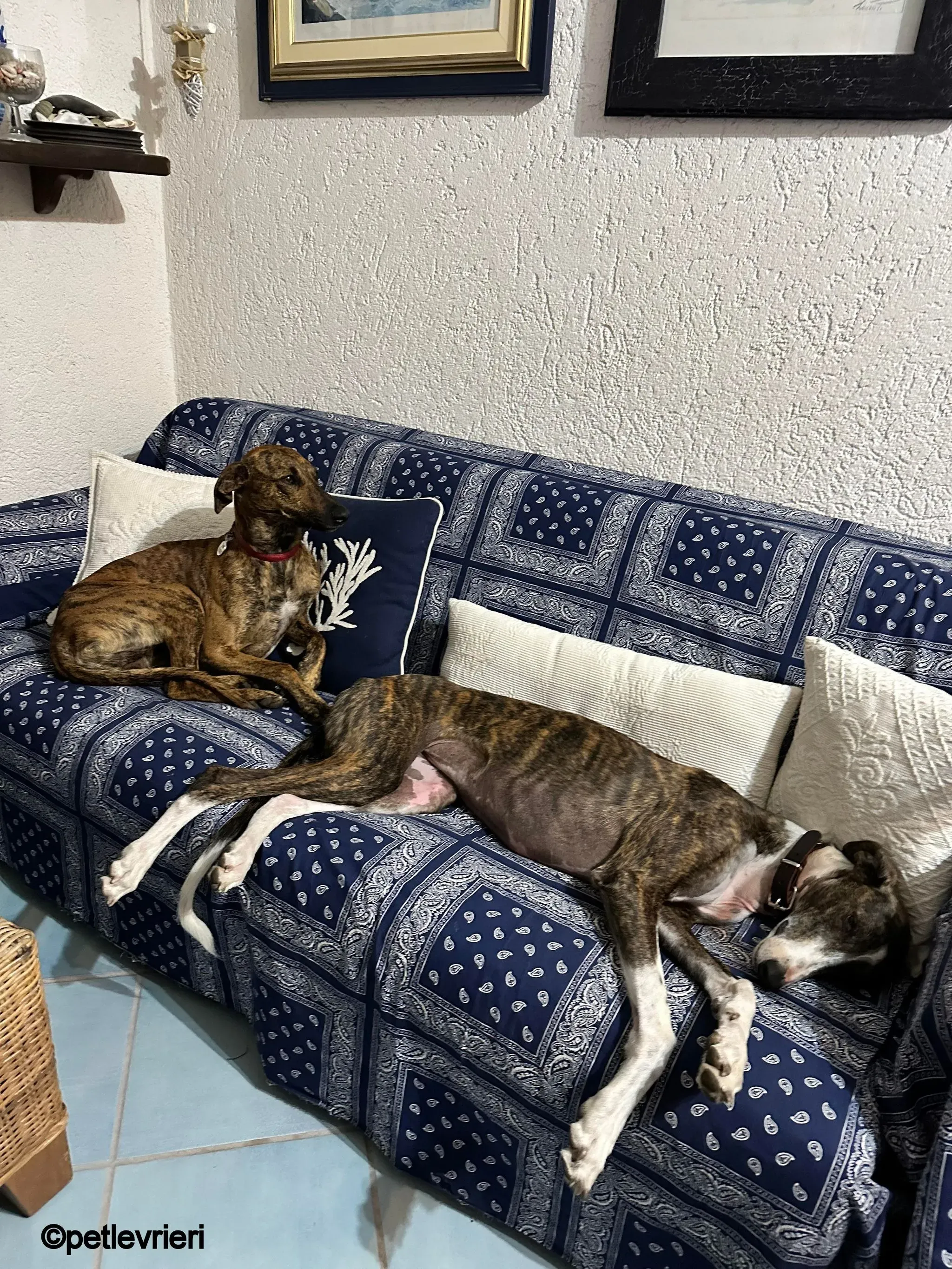 modigliani pet levrieri felici casa7 1