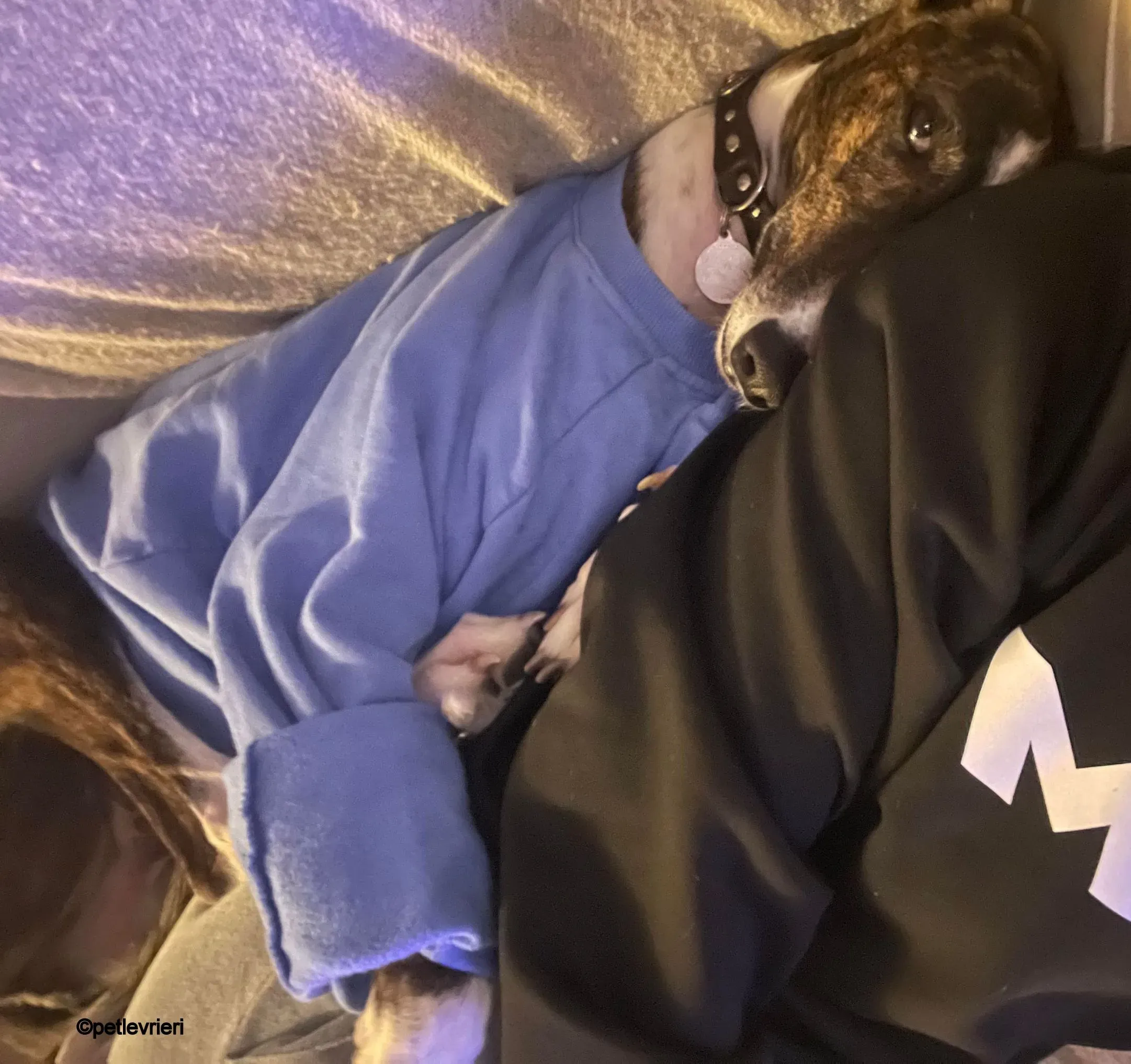 modigliani pet levrieri felici casa8 1