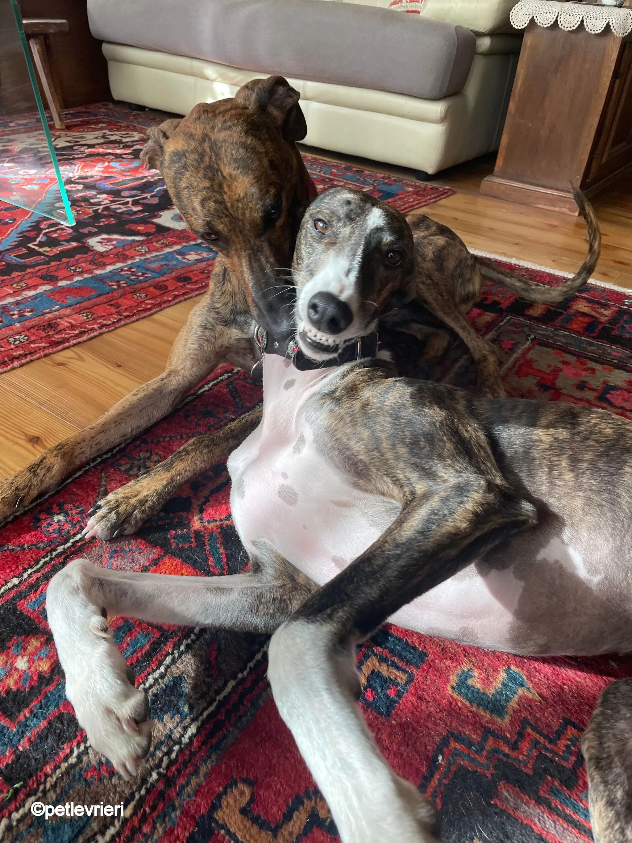 modigliani pet levrieri felici casa9 1