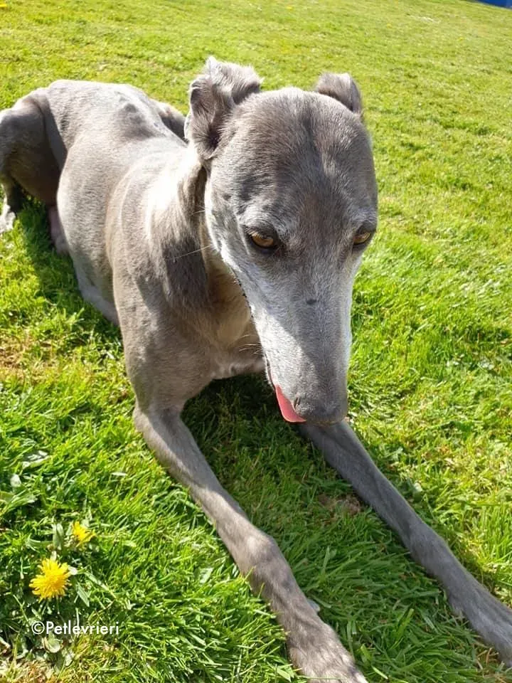 momma adozione levrieri greyhound 10 1