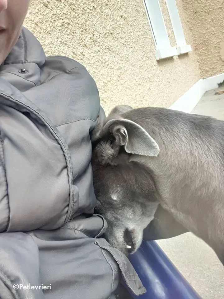 momma adozione levrieri greyhound 10