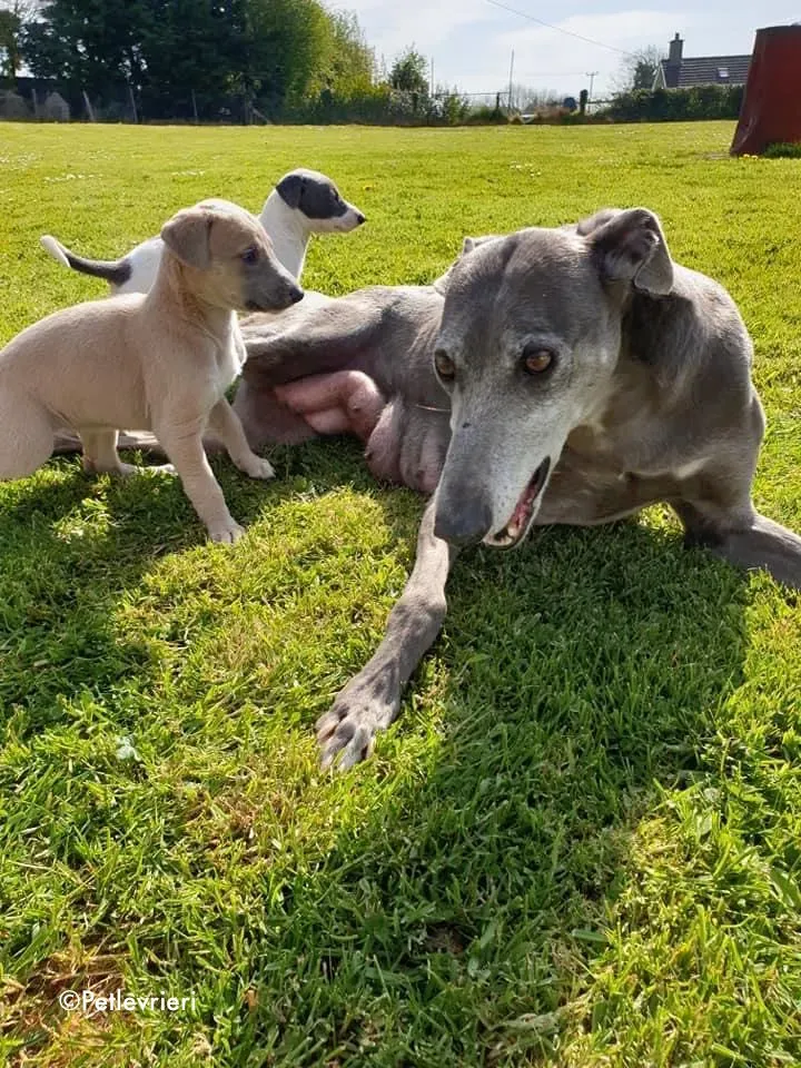 momma adozione levrieri greyhound 11 1