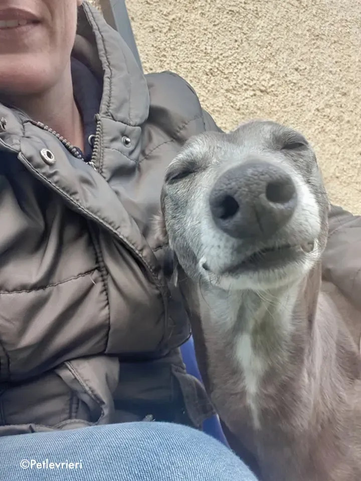 momma adozione levrieri greyhound 11