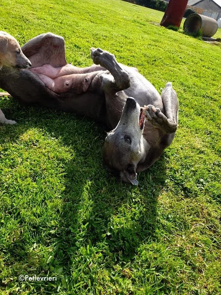 momma adozione levrieri greyhound 12