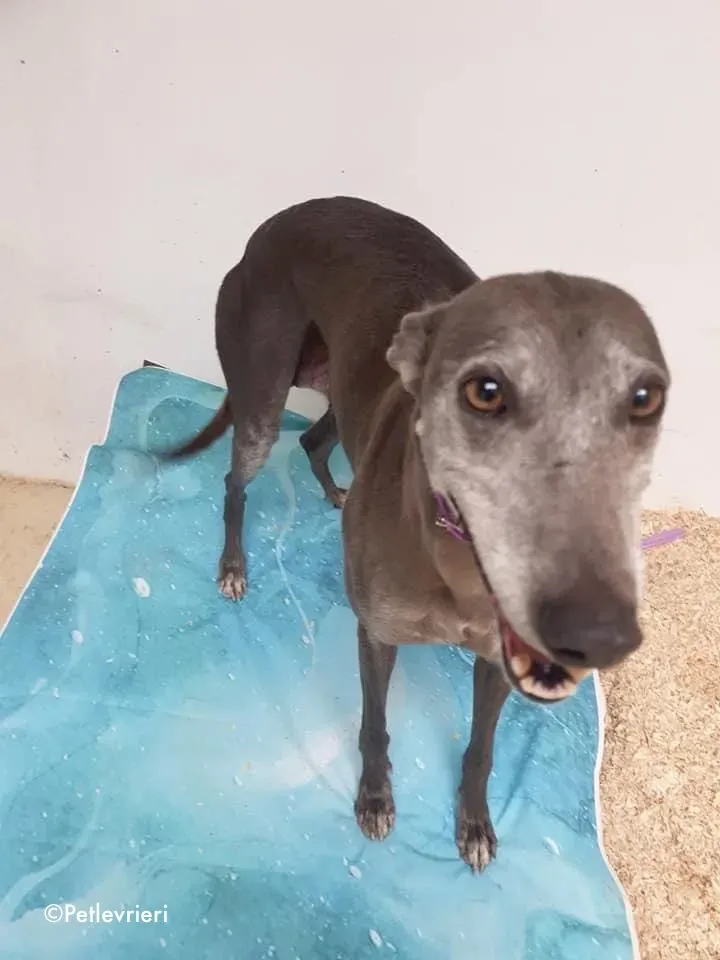 momma adozione levrieri greyhound 13