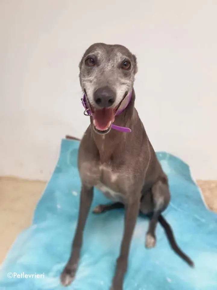 momma adozione levrieri greyhound 14