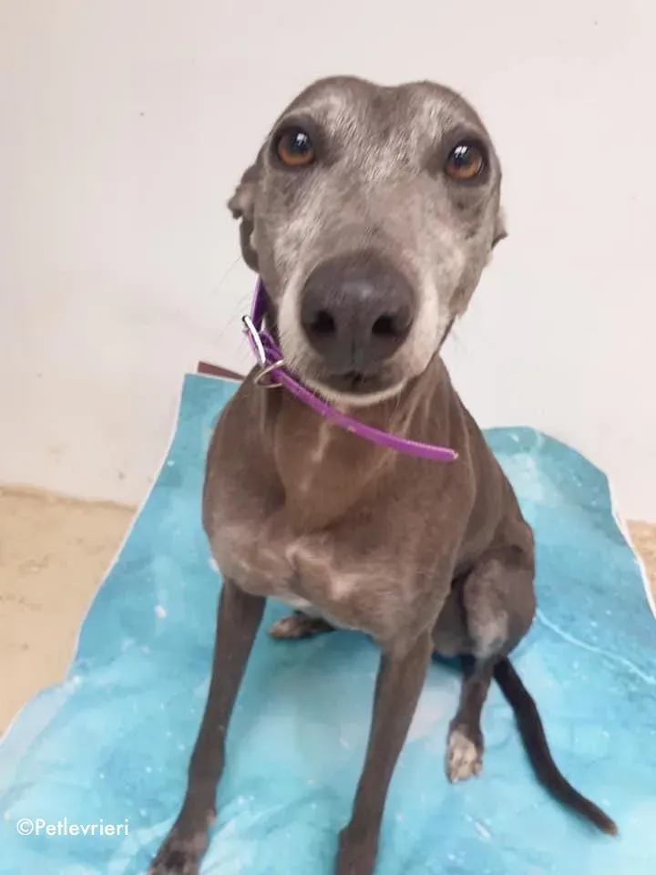 momma adozione levrieri greyhound 15