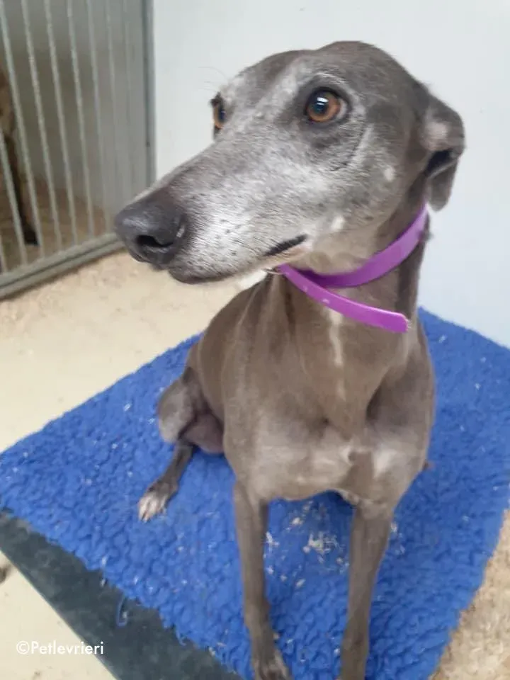 momma adozione levrieri greyhound 16