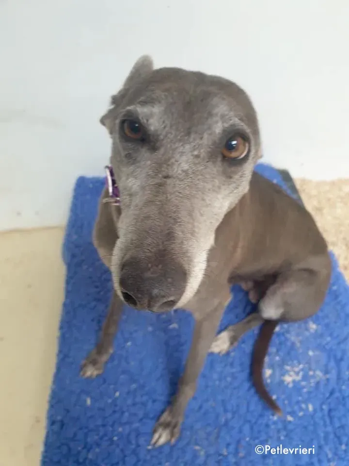 momma adozione levrieri greyhound 17