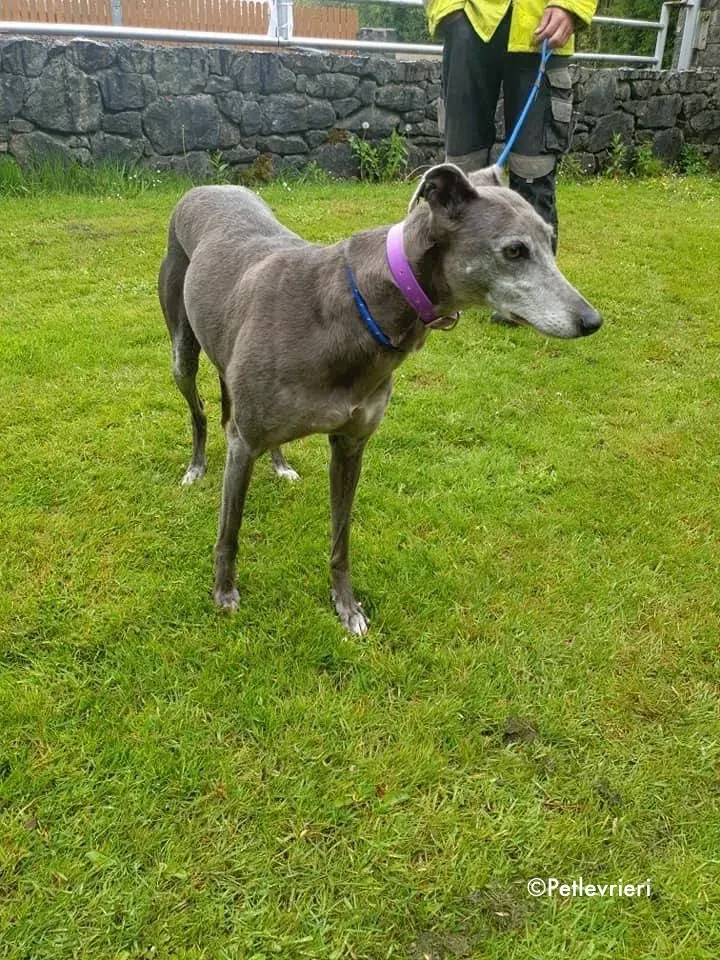 momma adozione levrieri greyhound 18
