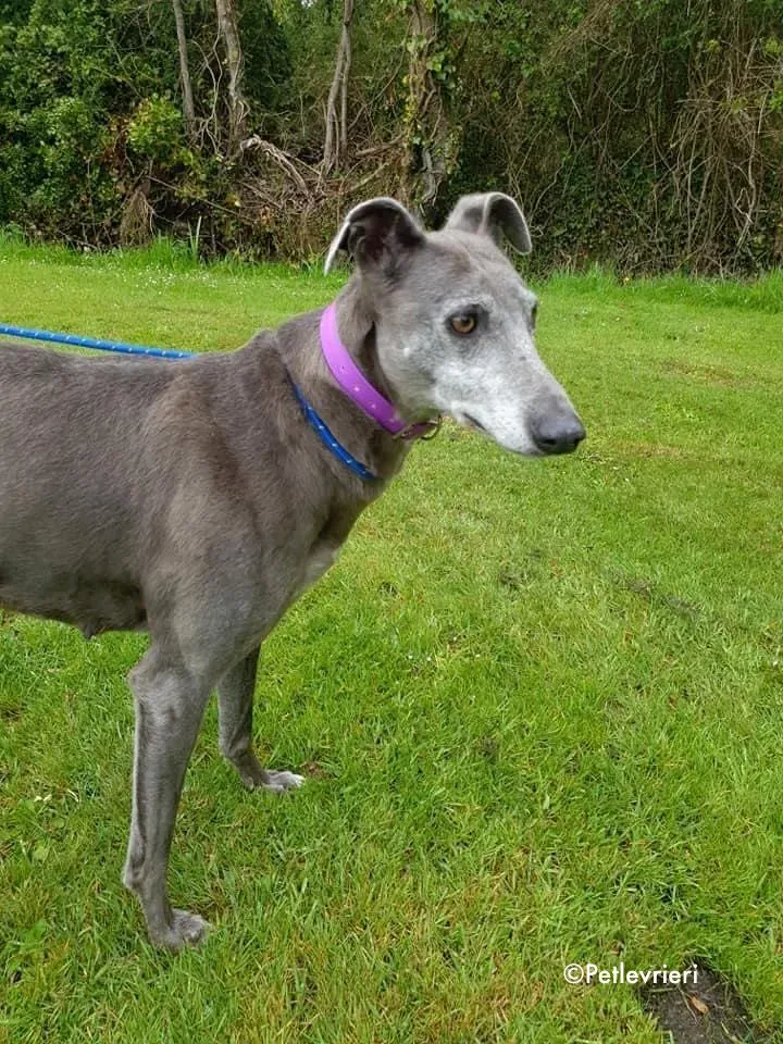 momma adozione levrieri greyhound 19