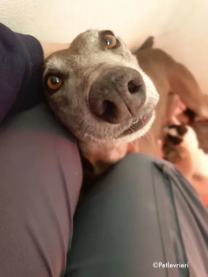 momma adozione levrieri greyhound 2