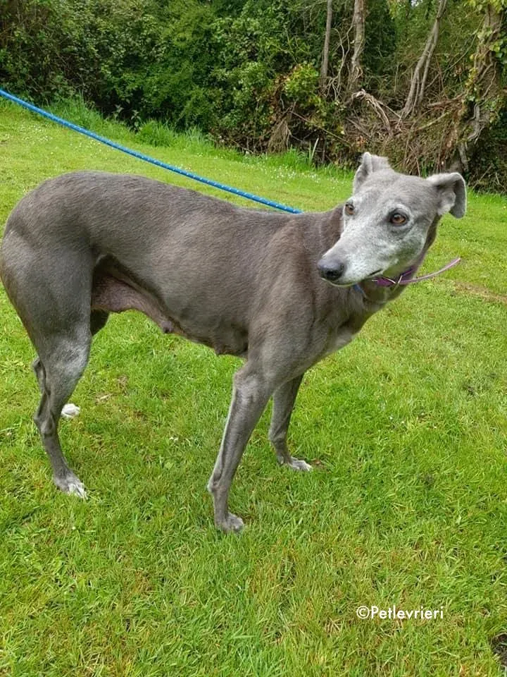 momma adozione levrieri greyhound 20