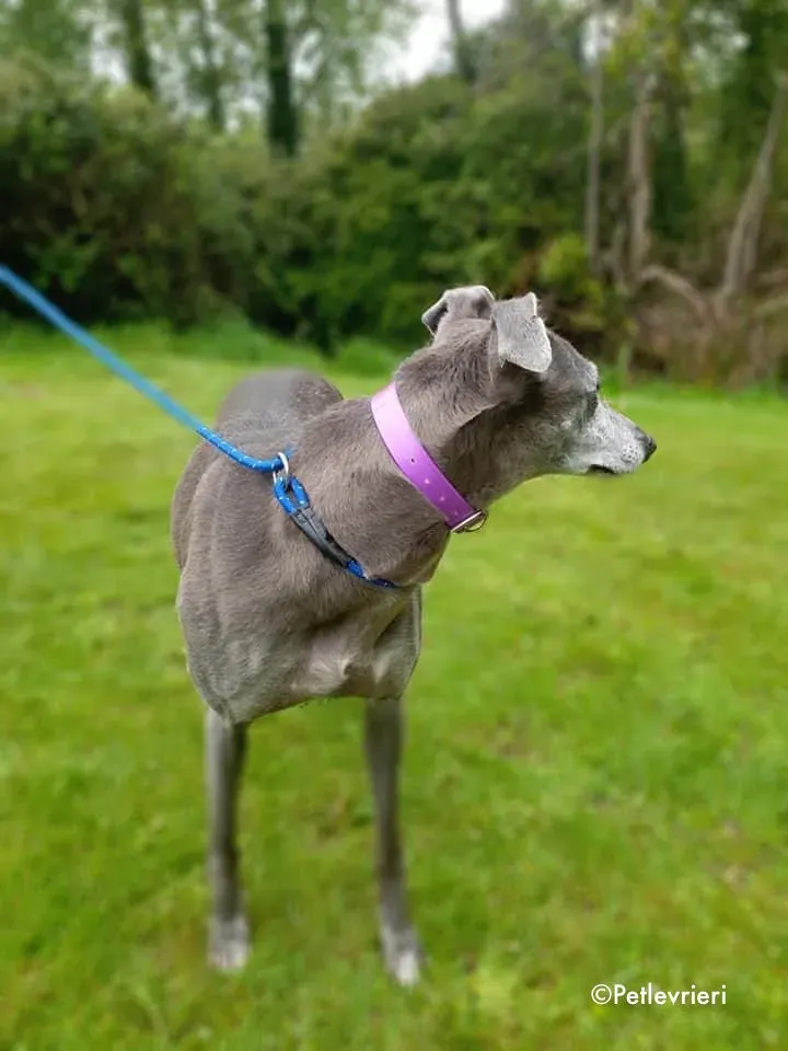 momma adozione levrieri greyhound 21