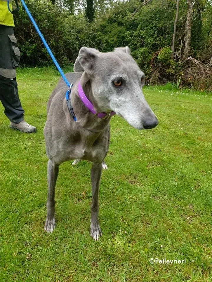 momma adozione levrieri greyhound 22