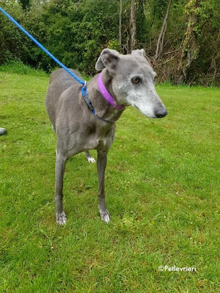 momma adozione levrieri greyhound 23