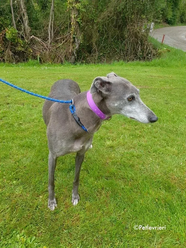 momma adozione levrieri greyhound 24
