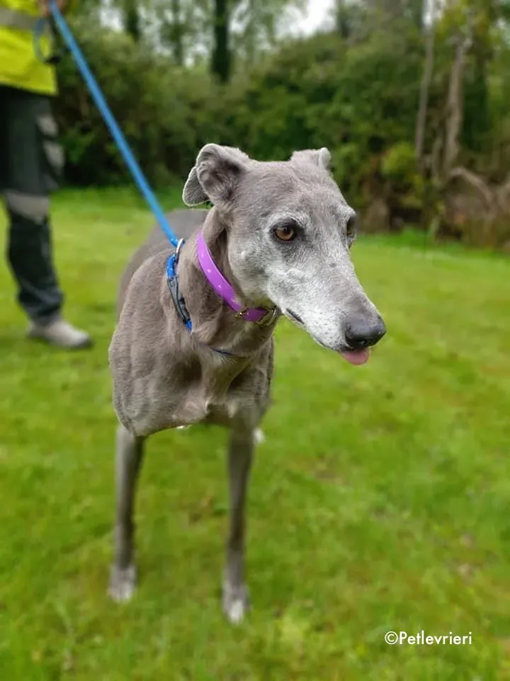 momma adozione levrieri greyhound 25