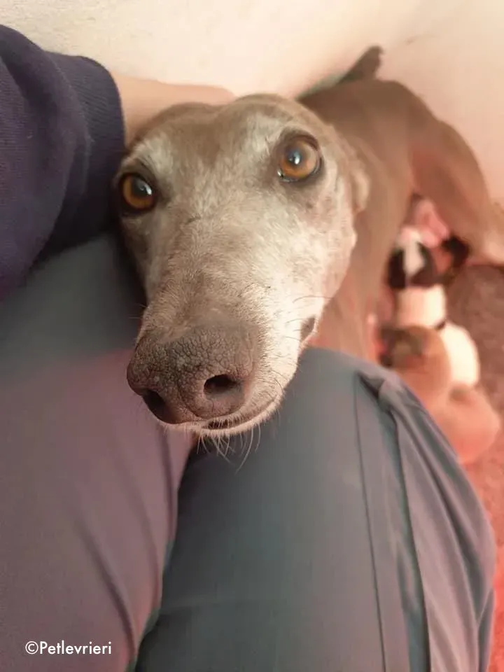 momma adozione levrieri greyhound 3