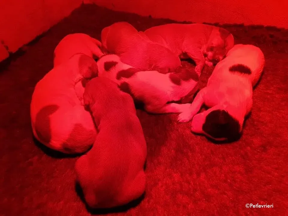 momma adozione levrieri greyhound 6