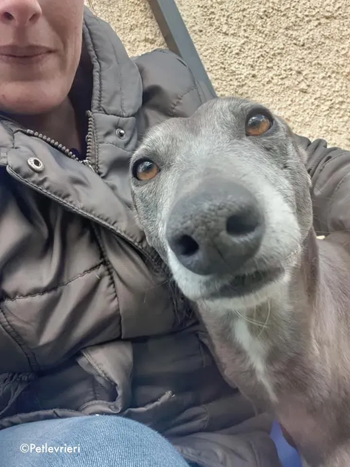 momma adozione levrieri greyhound 7