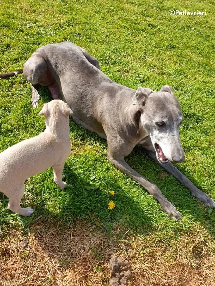 momma adozione levrieri greyhound 8