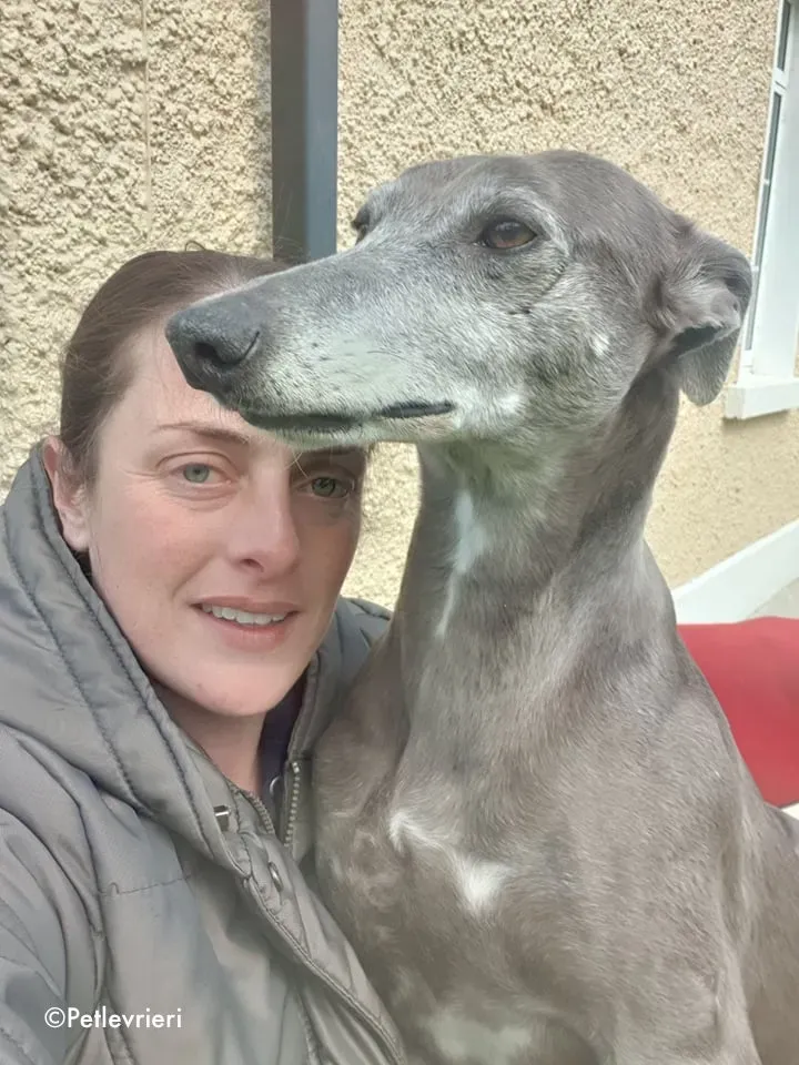 momma adozione levrieri greyhound 9