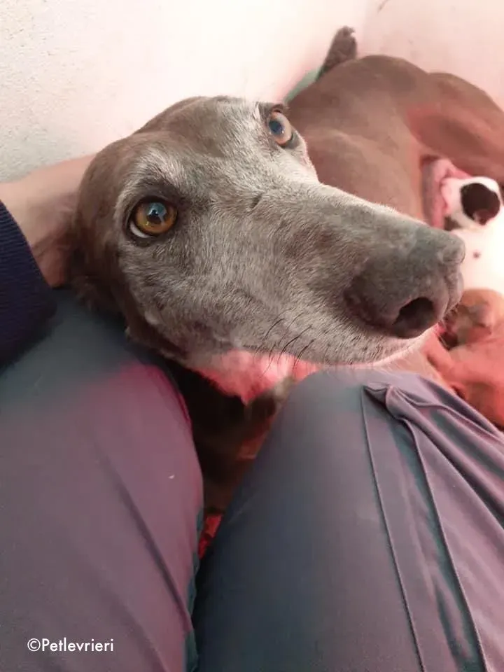 momma adozione levrieri greyhound 4