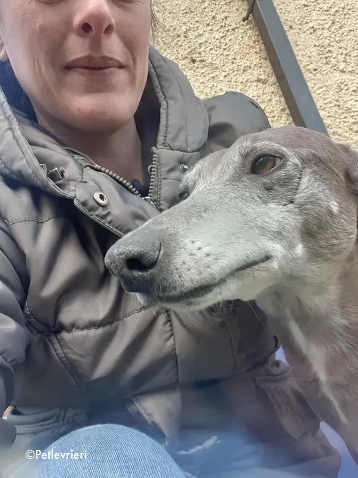 momma adozione levrieri greyhound 5